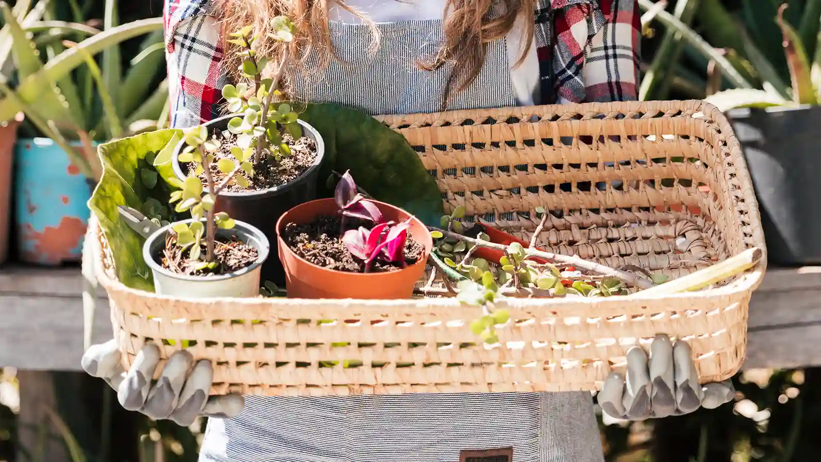 Plant Lover Gift Ideas