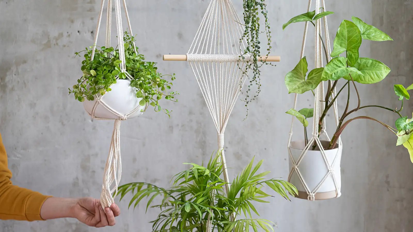 Plant Lover Gift Ideas