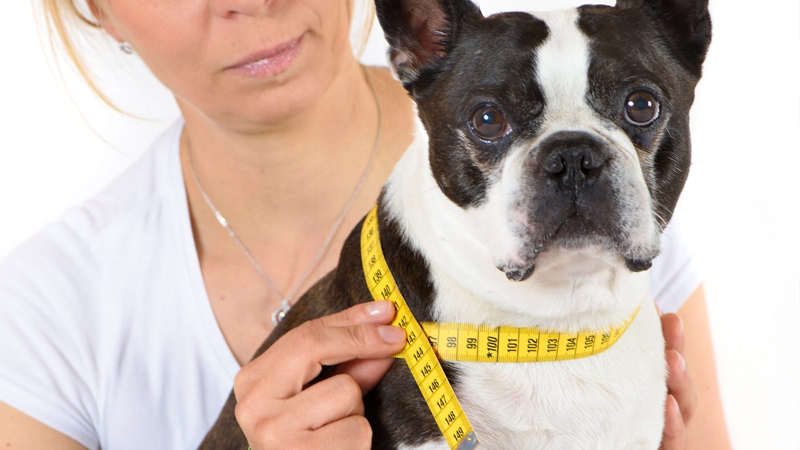 How to Measure a Dog for Clothes