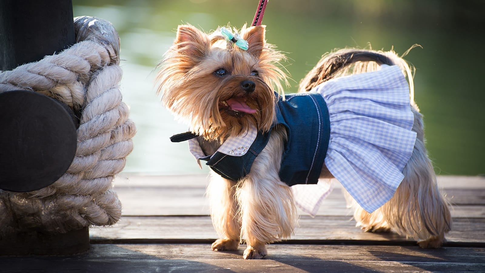 How to Measure a Dog for Clothes