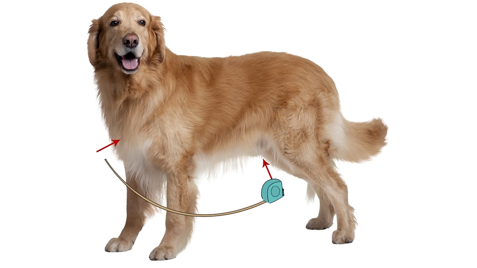 How to Measure a Dog for Clothes A Comprehensive Approach