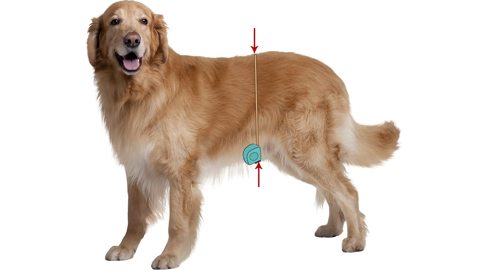 How to Measure a Dog for Clothes